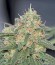 Critical Cheese Autoflowering fem (Dinafem Seeds) семена конопли
