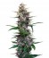 Dark Devil Auto fem (Sweet Seeds) семена конопли