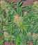 Grandmommy Purple Auto fem (Herbies Seeds) семена конопли