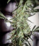 Sweet Valley Kush fem (Green House Seeds) семена конопли