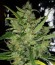 Cinderella's fem (Sumo Seeds) семена конопли