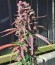 Dark Devil Auto fem (Sweet Seeds) семена конопли