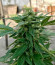 Super Lemon Haze Auto fem (Green House Seeds) семена конопли