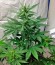 Семена марихуаны Blue Amnesia XXL Autoflowering