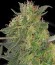 CBD-Chronic fem (Serious Seeds) семена конопли