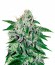 Critical Jack Herer fem (Delicious Seeds) семена конопли