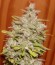 Crystal Candy Auto fem (Sweet Seeds) семена конопли