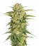 Motavation fem (Serious Seeds) семена конопли