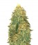 Russian Snow fem (Vision Seeds) семена конопли