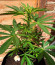 Auto Northern Lights XXL fem (00 Seeds) семена конопли