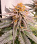 00 Kush fast fem (00 Seeds) семена конопли