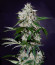 Aurora Green Auto fem (Sumo Seeds) семена конопли