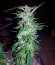 Cafe Racer (Blimburn Seeds) семена конопли