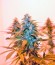 Lemon Skunk fem марихуана Green house seeds