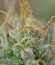 Remo Chemo fem (Dinafem Seeds) семена конопли