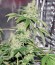 Shark Attack fem (Dinafem Seeds) семена конопли