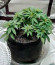 Blueberry Kush Automatic fem (Nirvana Seeds) семена конопли