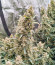 Blue Acid Auto fem (Kalashnikov Seeds) семена конопли