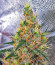 CBD Apple Betty Auto fem (Herbies Seeds) семена конопли