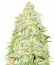 Cali Gangsta Kush fem (Sumo Seeds) семена конопли
