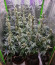 Cookies USA fem (Pyramid Seeds) семена конопли