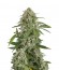 White Widow Automatic fem (Dinafem Seeds) семена конопли