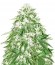Zombie Haze fem (Sumo Seeds) семена конопли