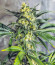 White Widow fem (Dutch Passion) семена конопли