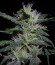 Auto Gelato #33 fem (Advanced Seeds) семена конопли