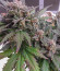 Auto OG Kush fem (Victory Seeds) семена конопли