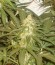 Blue Cheese fem (Royal Queen Seeds) семена конопли
