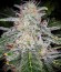Blue Dream auto fem (FastBuds Seeds) семена конопли