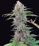 Critical Kush Auto fem (Barney's Farm) семена конопли