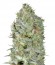 Critical Plus fem (Trikoma Seeds) семена конопли