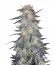 Holy Grail 69 fem (Samsara Seeds) семена конопли