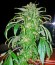 Santa Sativa fem (Dinafem Seeds) семена конопли