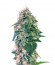Torpedo fem (VIP seeds) семена конопли