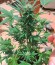 White Cheese Autoflowering fem (Dinafem Seeds) семена конопли