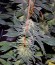 White Widow fem (Pyramid Seeds) семена конопли