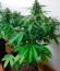 Auto Northern Lights XXL fem (00 Seeds) семена конопли