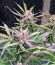 2 Fast 2 Vast Auto fem (Heavyweight Seeds) семена конопли