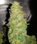 Auto Afghan Mass fem (00 Seeds) семена конопли