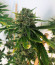 Bubba Slush fem (Green House Seeds) семена конопли