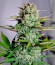 G14 auto fem (FastBuds) семена конопли