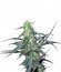 Hawaii Maui Waui fem (Nirvana Seeds) семена конопли