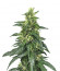 Hypnotic fem (Anaconda Seeds) семена конопли