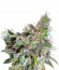 Magic Bud fem (Paradise Seeds) семена конопли