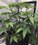 Punch Cookies fem (Original Sensible Seeds) семена конопли