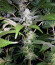 Royal Cookies fem (Royal Queen Seeds) семена конопли
