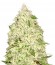 Sumo's Big Bud fem (Sumo Seeds) семена конопли